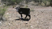 PICTURES/Mt. Lemmon/t_Tin Cow.JPG